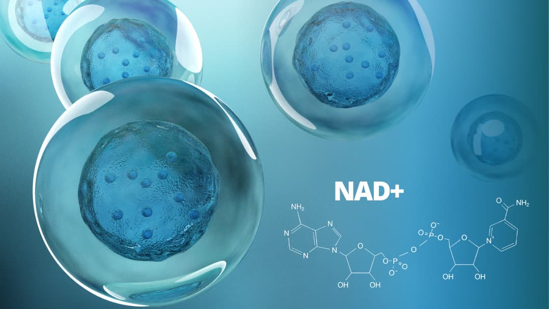 NAD+: Revolutionäres Molekül im Fokus der Anti-Aging-Forschung