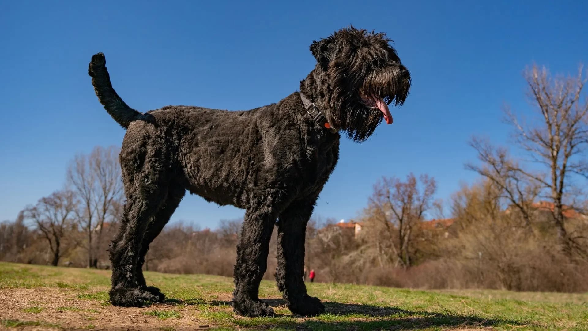 Die Geschichte des Schwarzer Russischer Terriers: Vom Arbeitshund zum Familienbegleiter