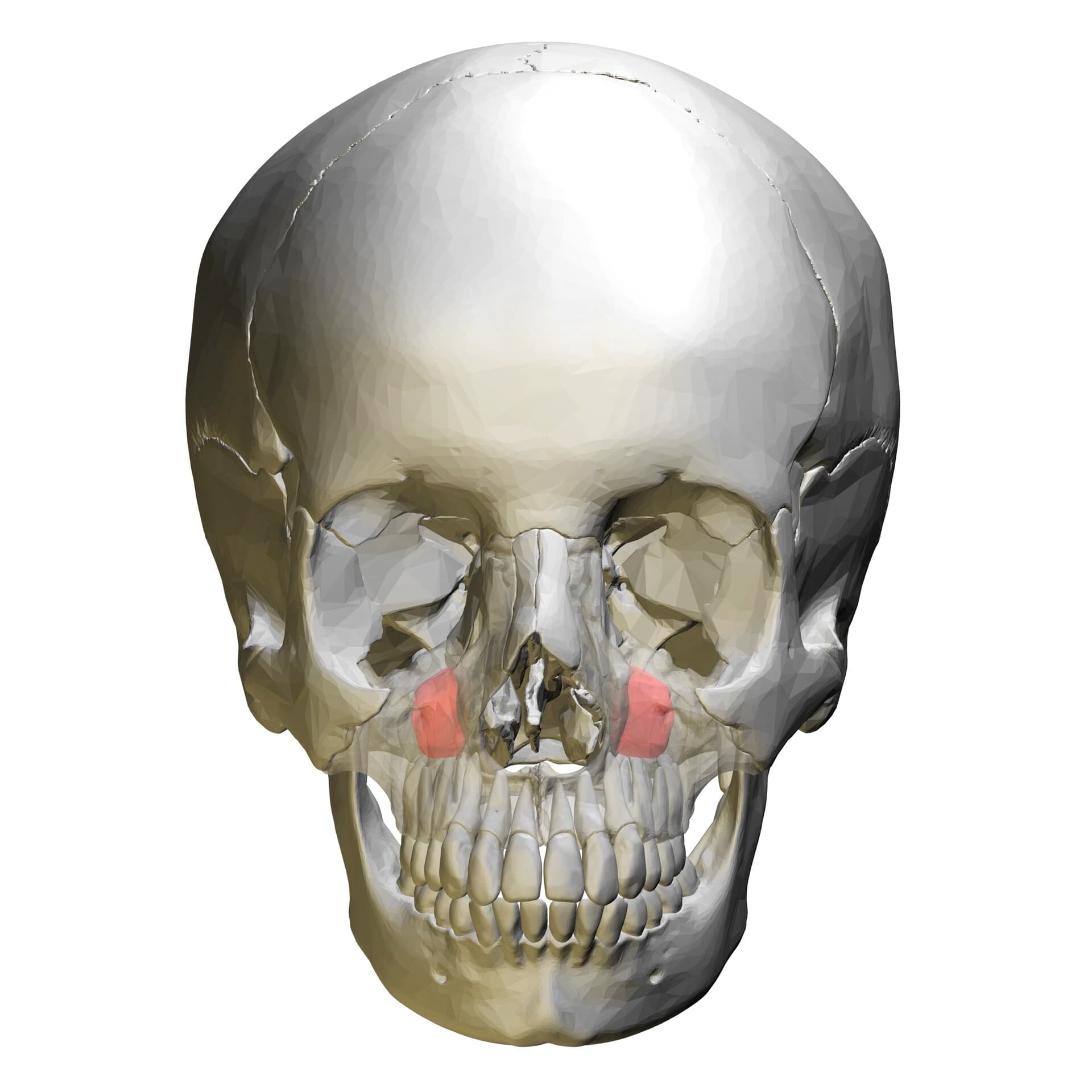 Craniosophy: Neue Ansätze in der Behandlung von Kiefergelenkbeschwerden