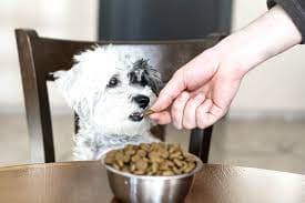 Hundefutter mit Liebe: 10 Köstliche Mahlzeiten für treue Begleiter