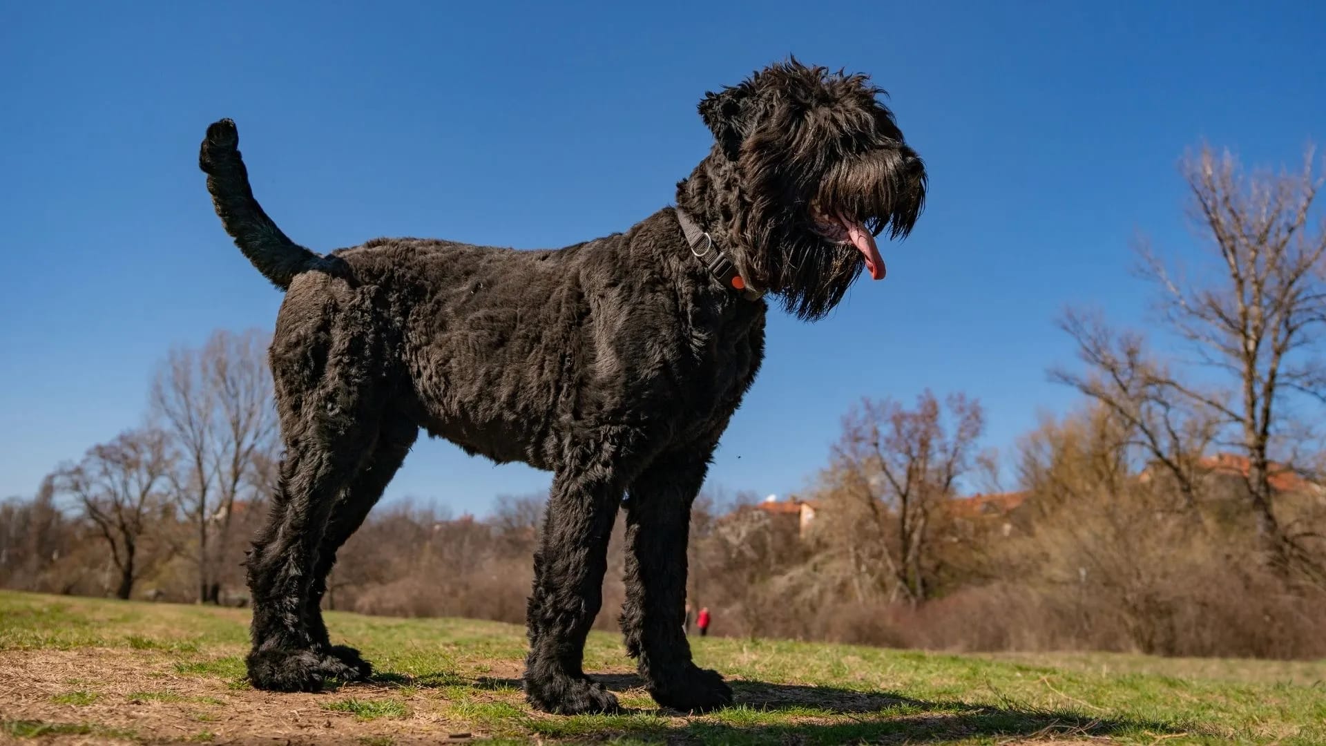 Die Geschichte des Schwarzer Russischer Terriers: Vom Arbeitshund zum Familienbegleiter