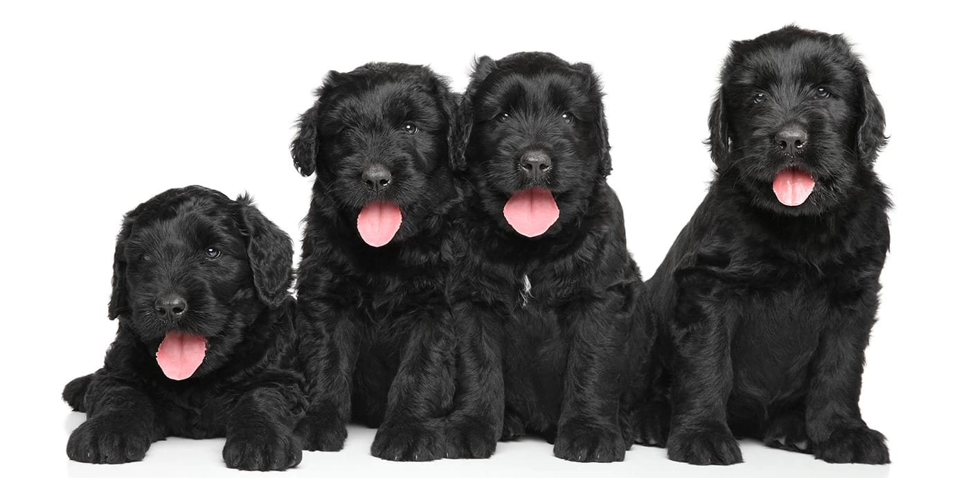Lernen Sie die mächtigen Welpen kennen: Ein Leitfaden für Anfänger zu Welpen des Schwarzen Russischen Terriers