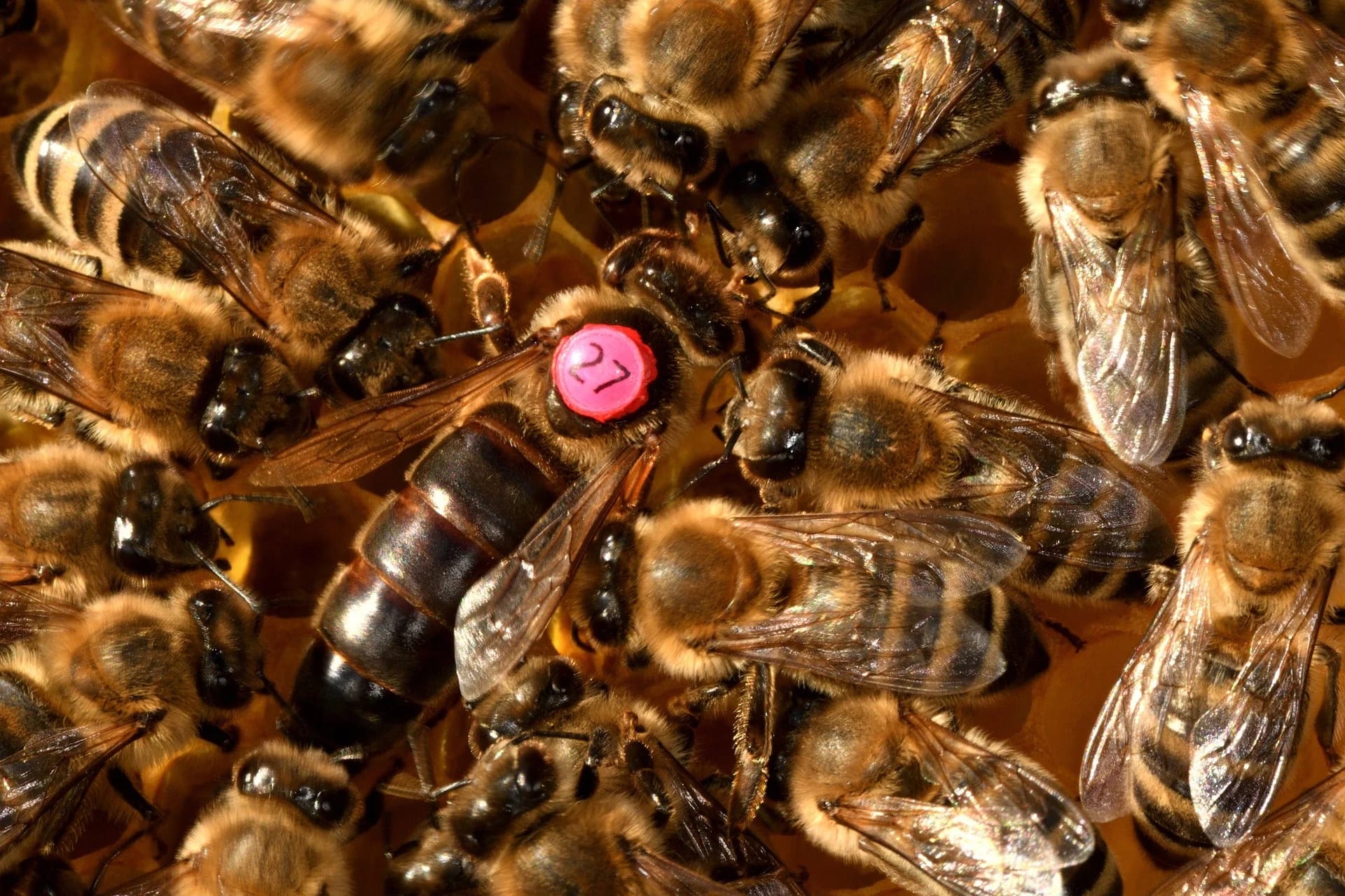 Von der Wabe zum Teller: Kulinarische Genüsse mit Bienenprodukten
