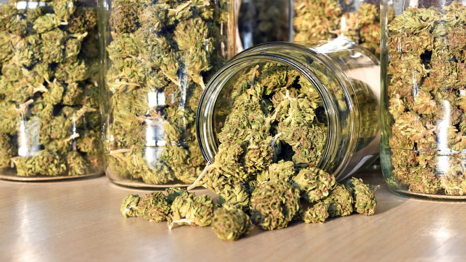 Warum Barneys Farm Samen die beste Wahl für Ihren Cannabisanbau sind
