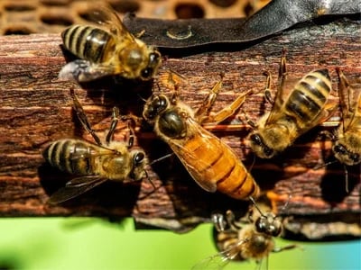 Von der Wabe zum Teller: Kulinarische Genüsse mit Bienenprodukten