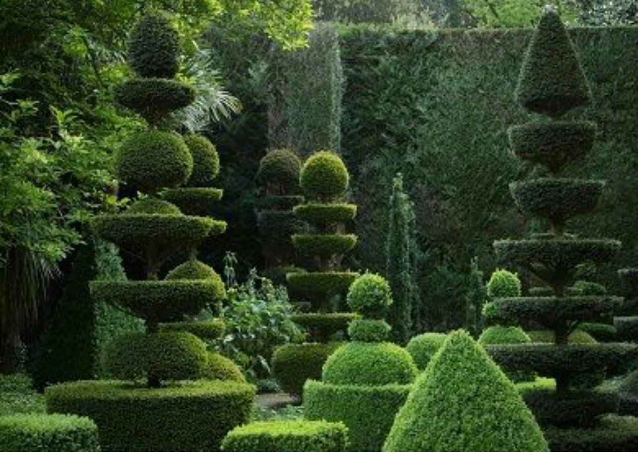 Die perfekten Kugelbäume für Ihren Garten: Expertise und Qualität von Venovi