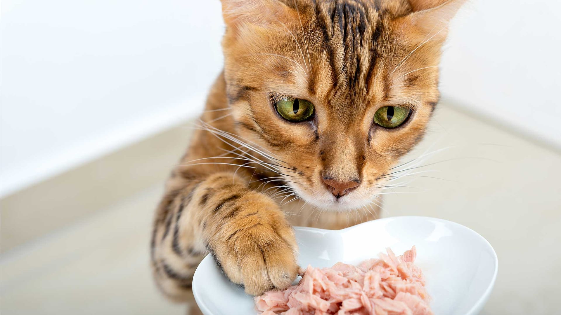 Natürliches Katzenfutter: Die Essenz von Catfood