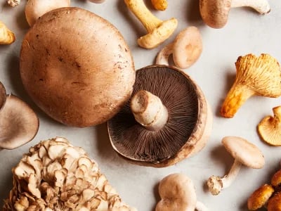 Pilze züchten set: Alles, was du für die erfolgreiche Pilzzucht benötigst