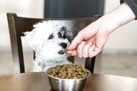 Hundefutter mit Liebe: 10 Köstliche Mahlzeiten für treue Begleiter