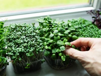 Nachhaltiger Indoor-Garten: So gelingt es!