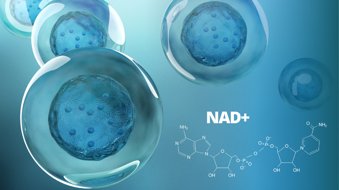 NAD+: Revolutionäres Molekül im Fokus der Anti-Aging-Forschung