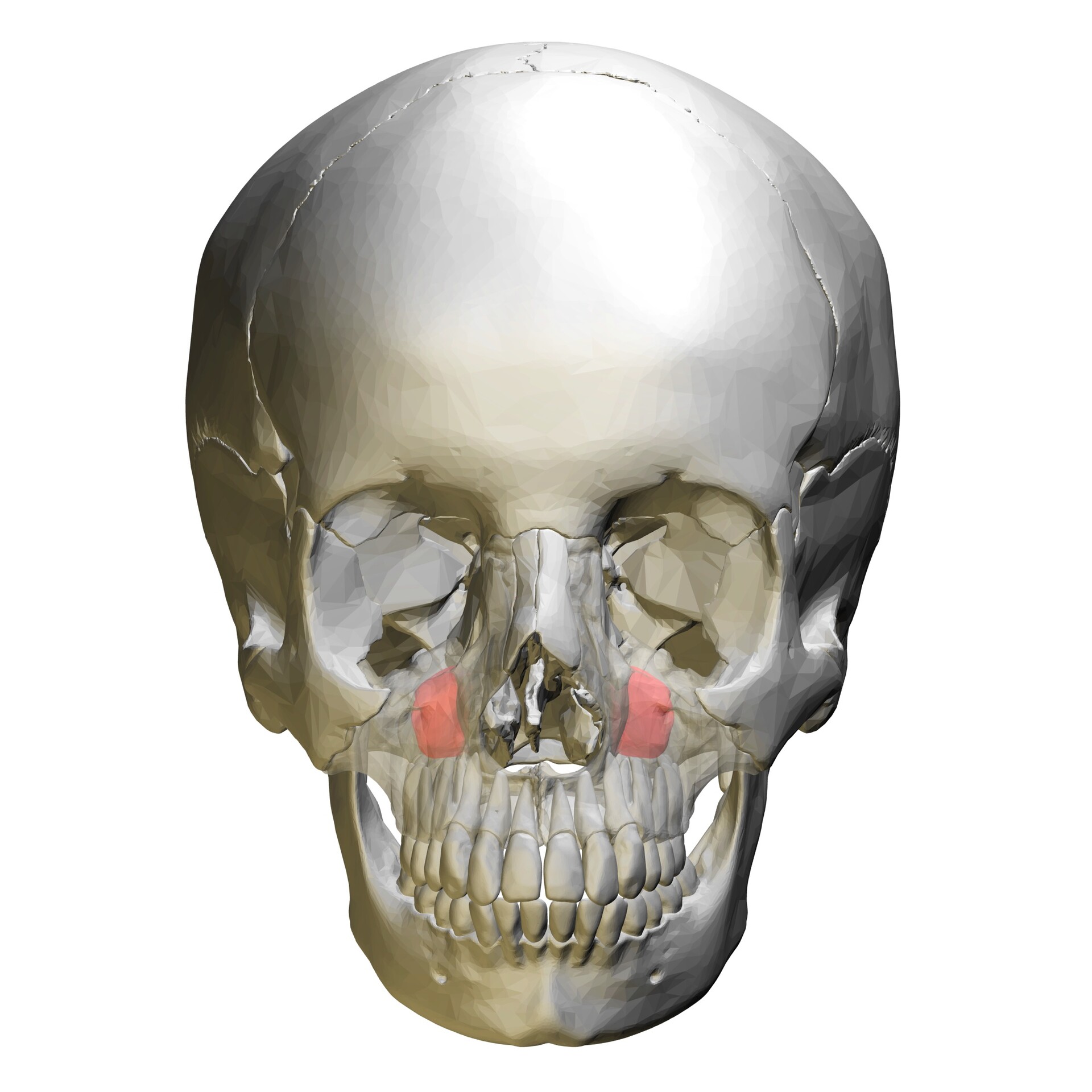 Craniosophy: Neue Ansätze in der Behandlung von Kiefergelenkbeschwerden