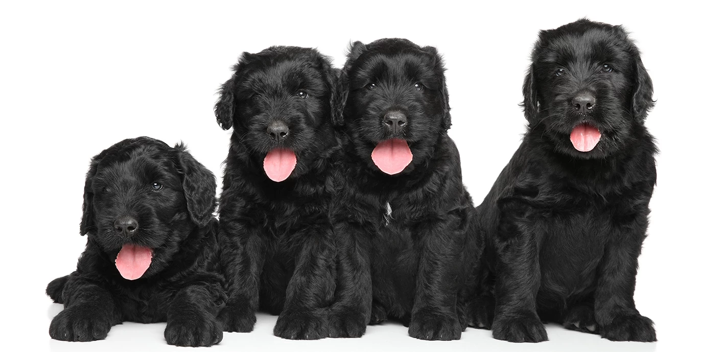 Lernen Sie die mächtigen Welpen kennen: Ein Leitfaden für Anfänger zu Welpen des Schwarzen Russischen Terriers