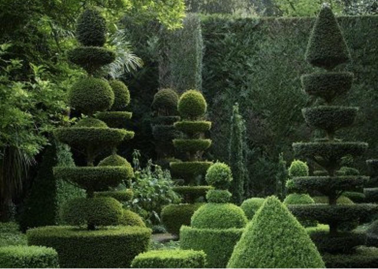 Die perfekten Kugelbäume für Ihren Garten: Expertise und Qualität von Venovi