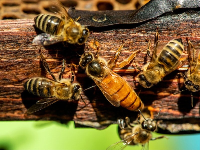 Von der Wabe zum Teller: Kulinarische Genüsse mit Bienenprodukten