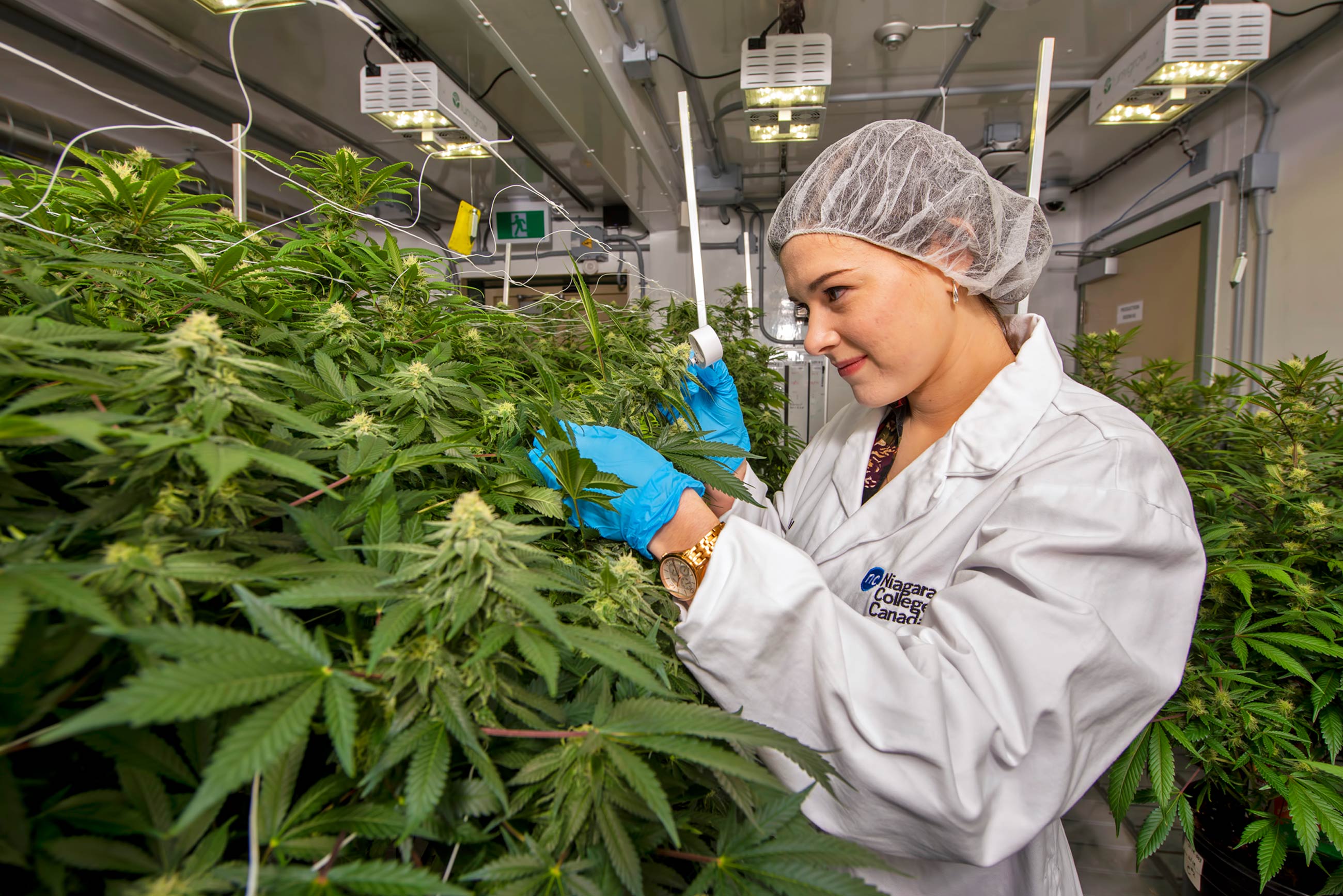 Hybrid-Sorten für besondere Erlebnisse – Hanfsamen bestellen mit Freude