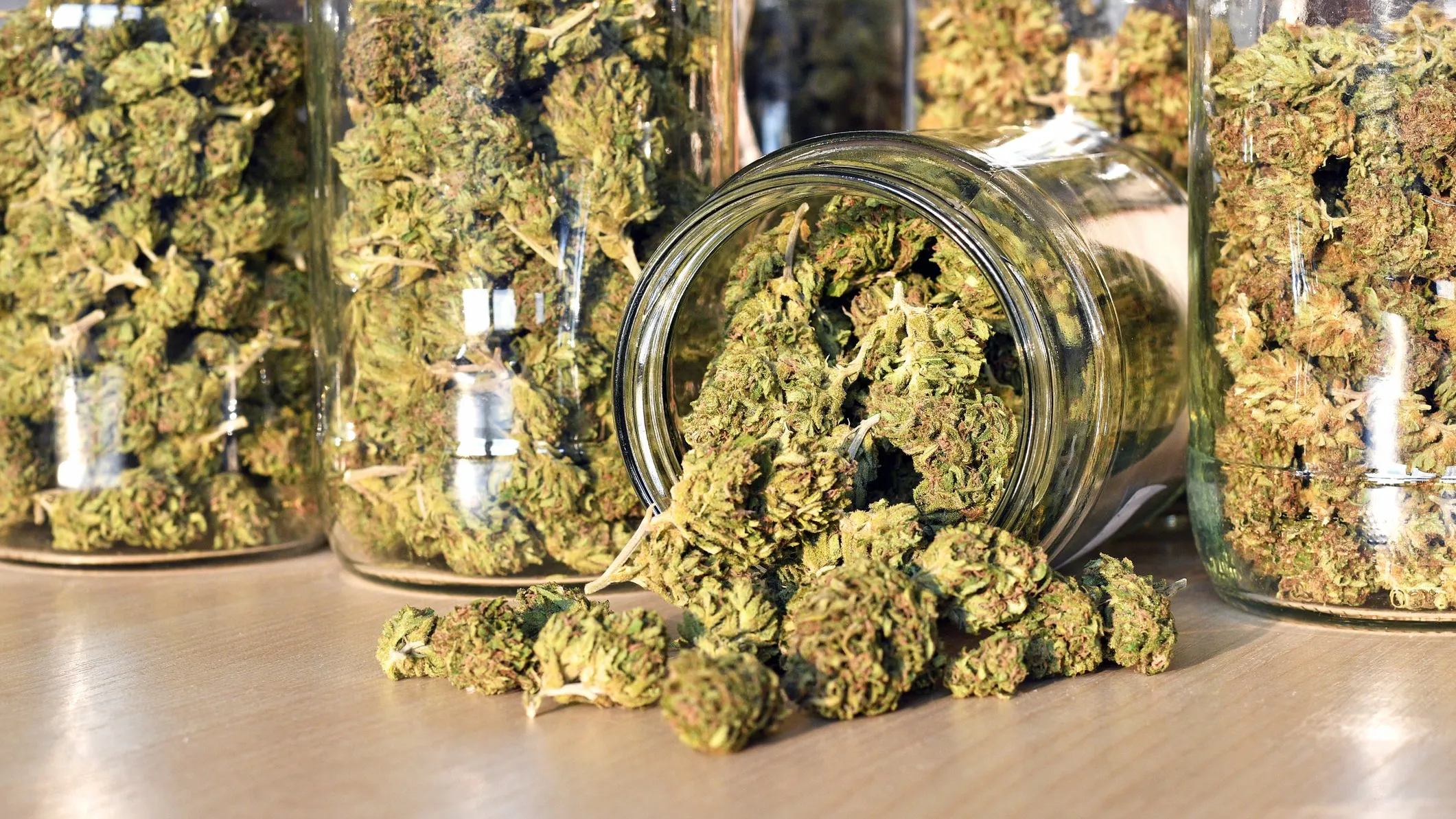 Warum Barneys Farm Samen die beste Wahl für Ihren Cannabisanbau sind