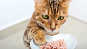 Header_why-does-cat-food-contain-ash